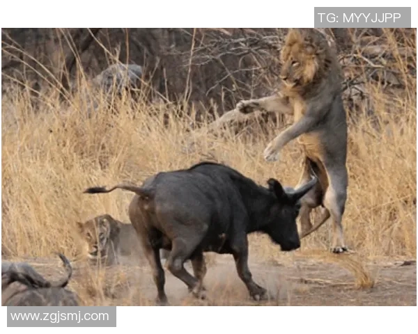 江苏肯帝亚与雄狮的激烈对决谁能在赛场上笑到最后 江苏肯帝亚与雄狮的激烈对决谁能在赛场上笑到最后